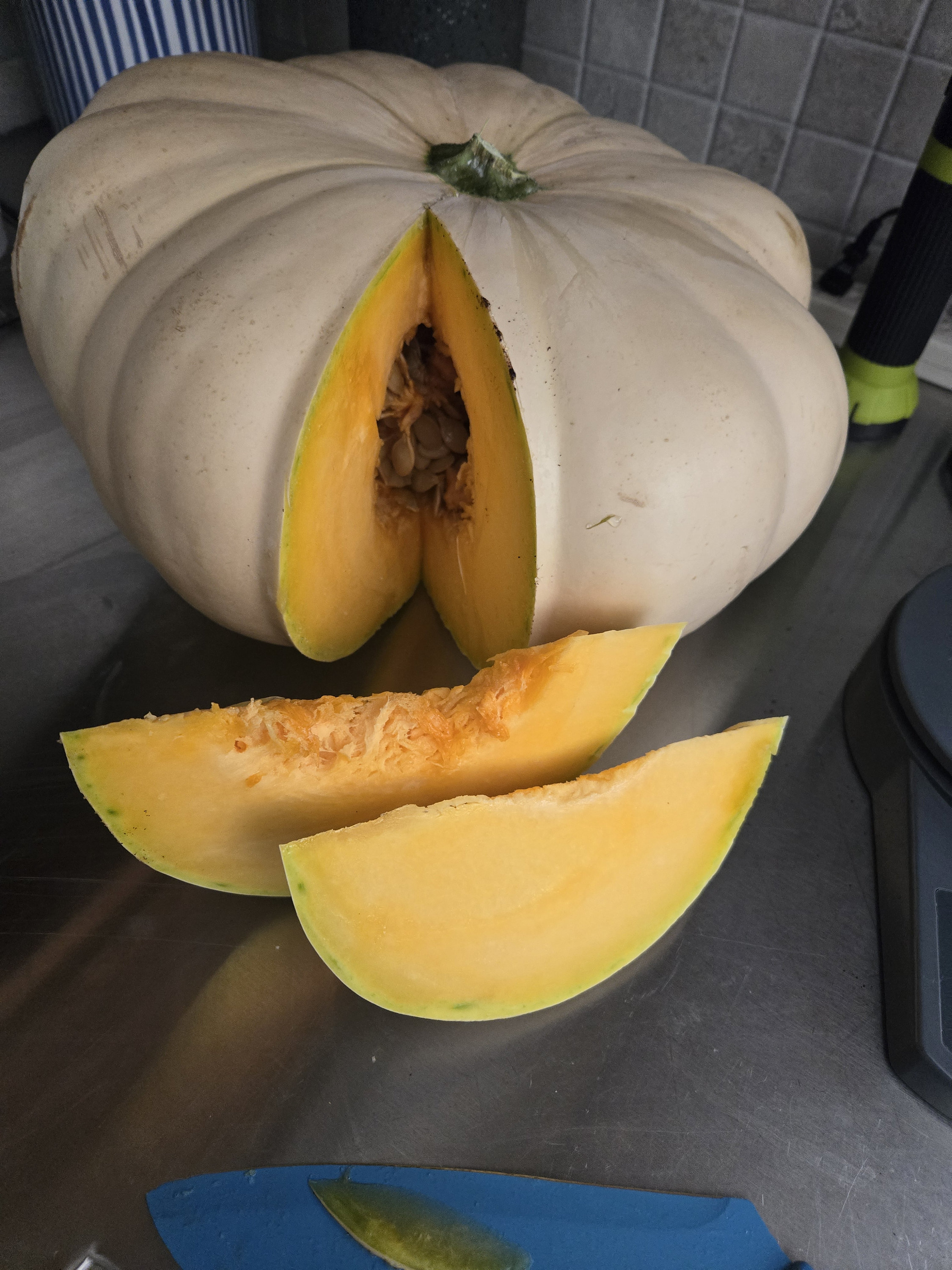 2024 Caribbean Pumpkin Seeds (15) - Etsy