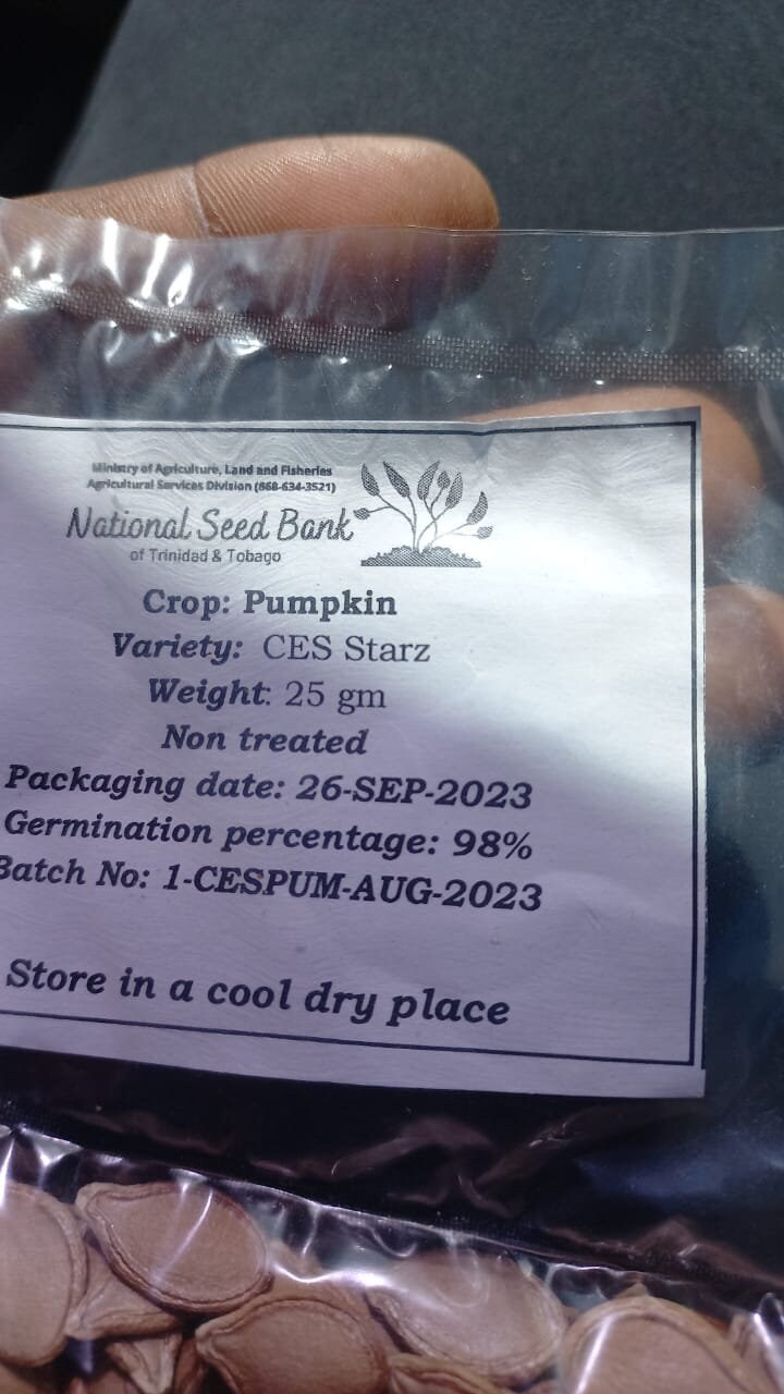 2024 Caribbean Pumpkin Seeds (15) - Etsy