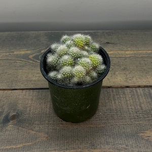 Rebutia abiflora | Live Rooted Succulent-Cactus