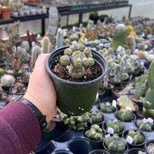 Euphorbia pseudoglobosa | Live Rooted Succulent-Cactus