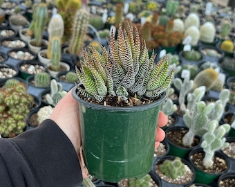 Haworthia fasciata ibrida | Live Rooted Succulent-Cactus