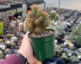 Medium Cereus Peruvianus Monstrose Rojo Cactus, Live Succulent Plant, Live  Cactus, Succulent, Rare Succulent, Cactus - Etsy