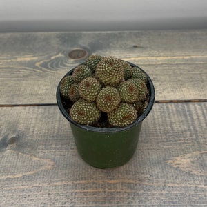 Rebutia Perplexa | Live Rooted Succulent-cactus - Etsy Israel