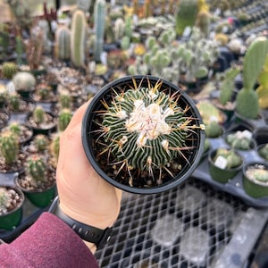 Stenocactus multicostatus “Brain cactus” | Live Rooted Succulent-Cactus