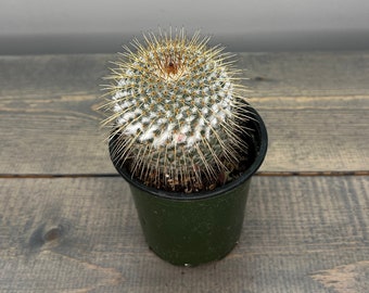 Mammillaria dixanthocentron | Live Rooted Succulent-Cactus