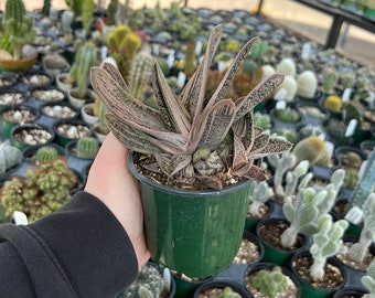 Gasteria little warty | Live Rooted Succulent-Cactus