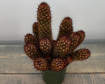 Mammillaria elongata rubrispina “Lady fingers cactus” | Live Rooted Succulent-Cactus