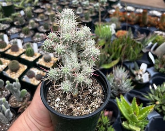Euphorbia mammillaris f. variegata | Live Rooted Succulent-Cactus