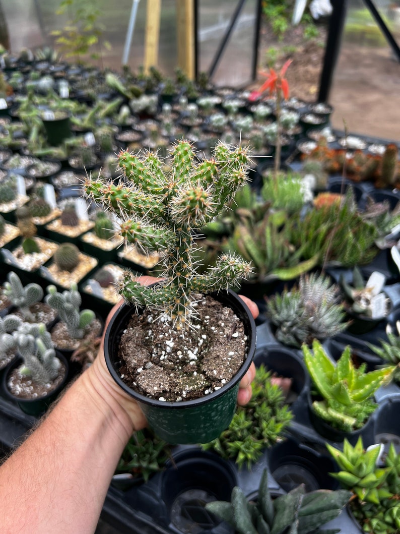 Gordonsgreenhouse Cylindropuntia Cholla - Thumbnail 2