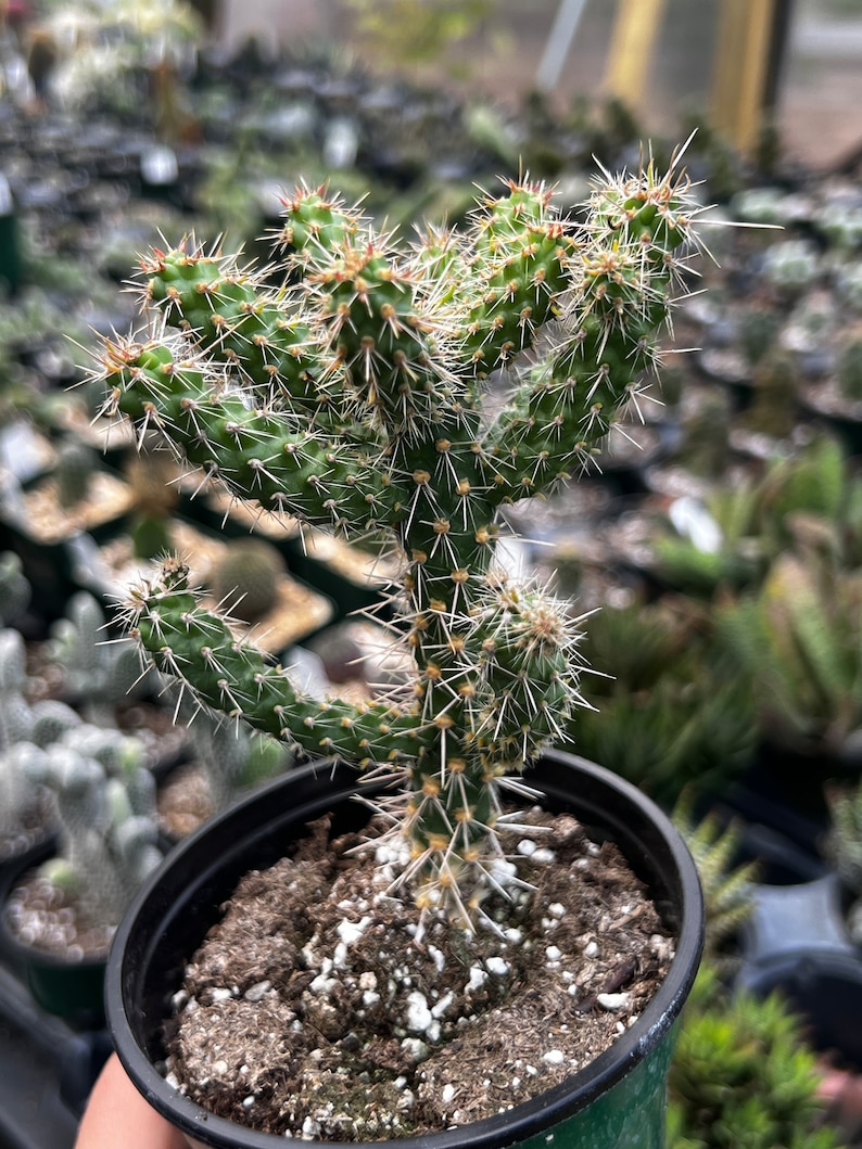 Gordonsgreenhouse Cylindropuntia Cholla - Thumbnail 3
