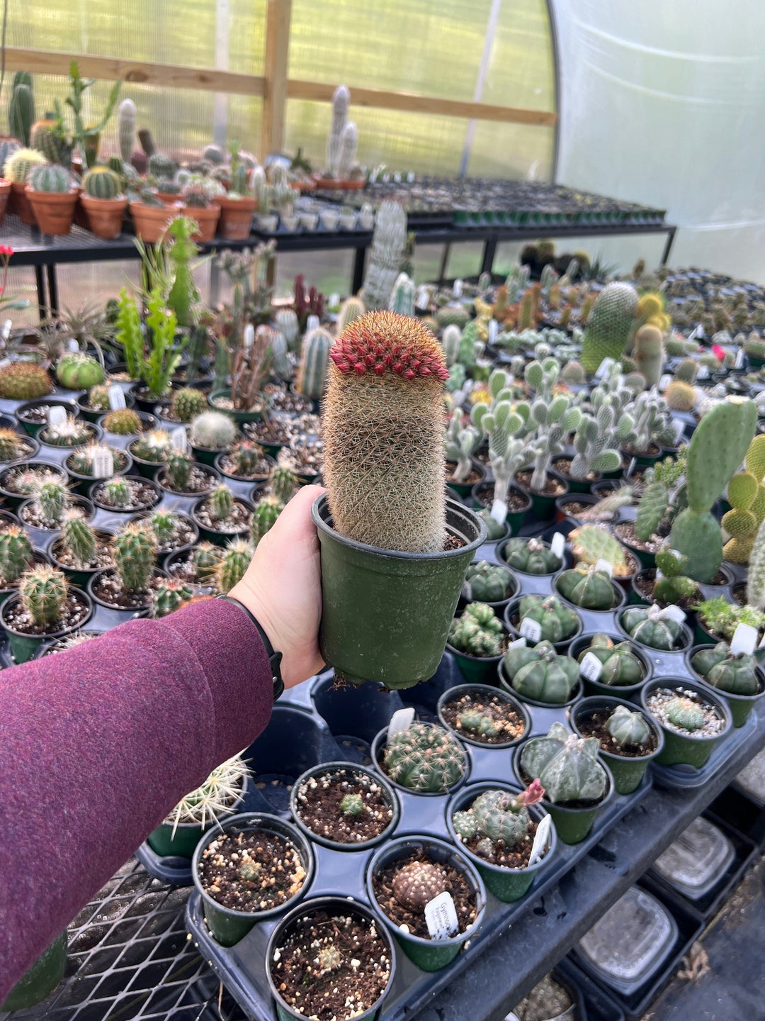 Mammillaria Magnifica | Live Rooted Succulent-cactus - Etsy