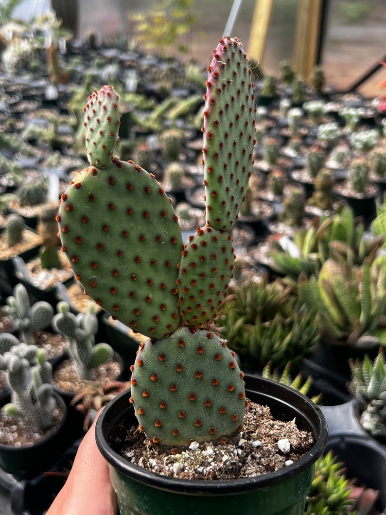 Opuntia microdasys indigo (bunny ear cactus) - Thumbnail 2