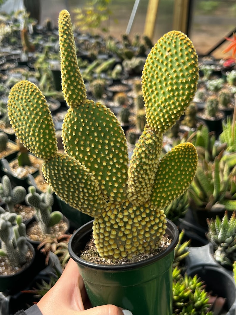 Opuntia microdasys indigo (bunny ear cactus) - Thumbnail 2