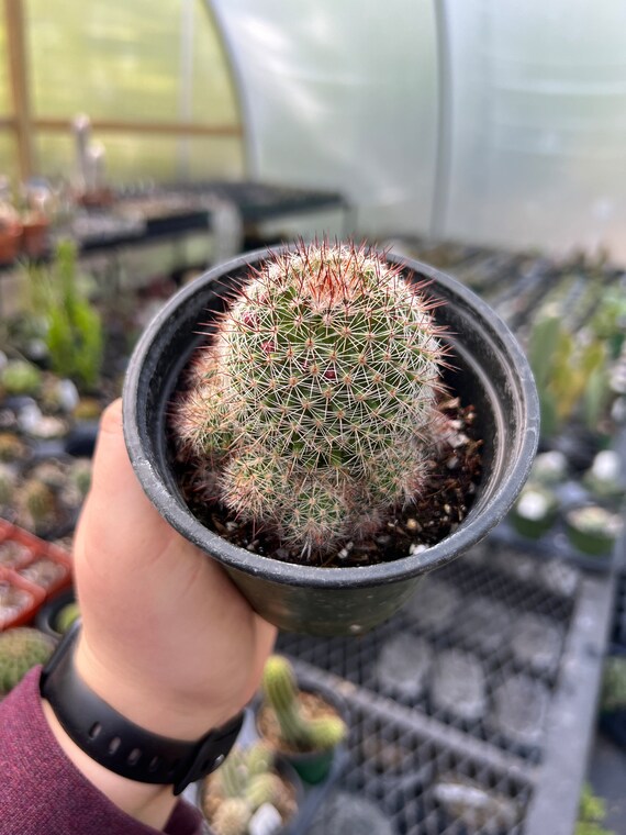 Mammillaria Rekoi | Live Rooted Succulent-cactus - Etsy