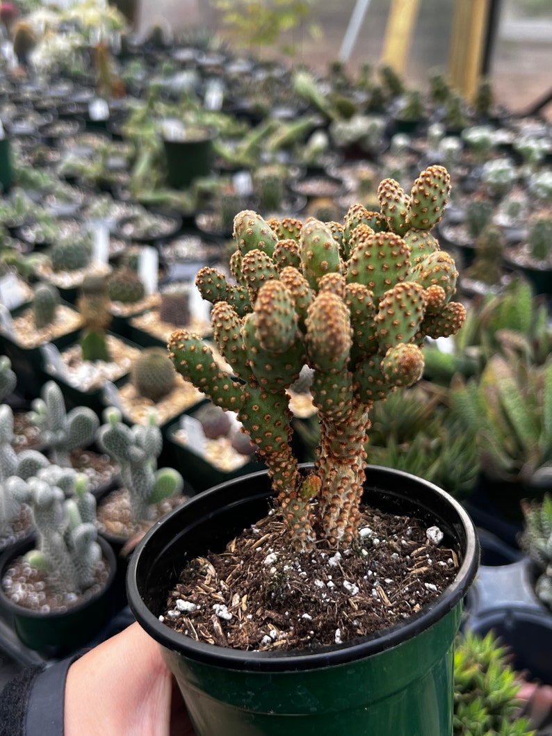 gordonsgreenhouse Opuntia rufida minima monstrose - Thumbnail 2