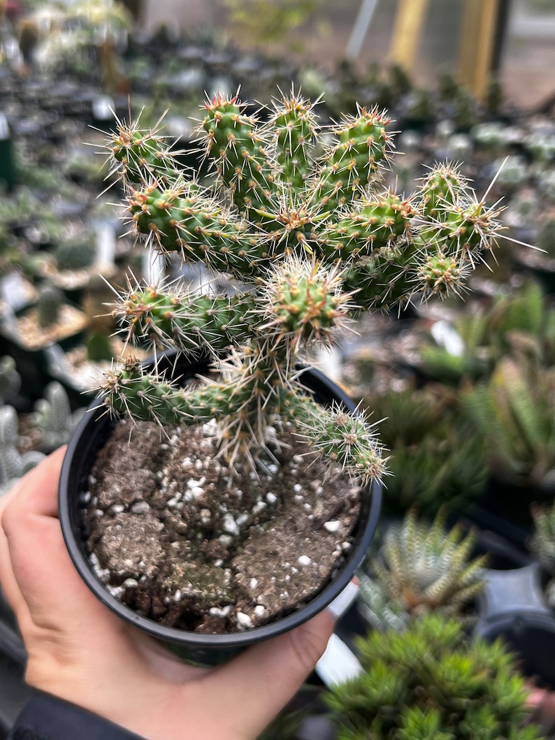 Gordonsgreenhouse Cylindropuntia Cholla - Thumbnail 4