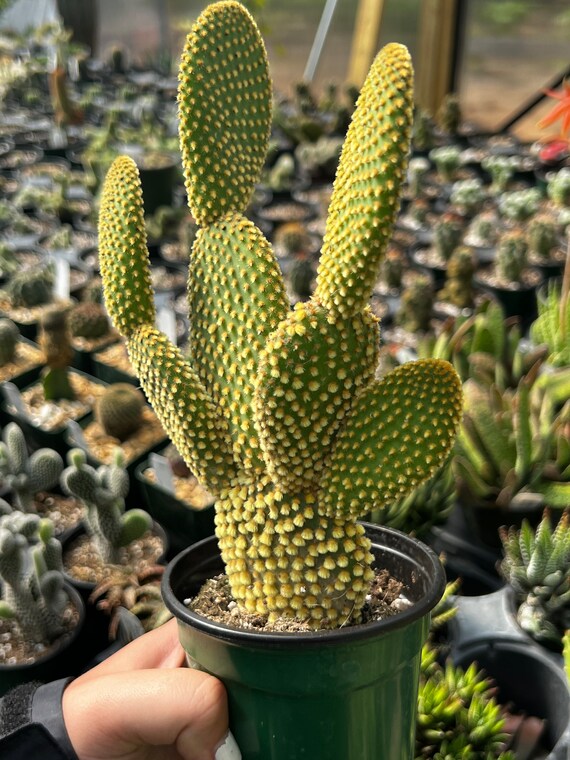 kaktus katzenbaum Der große Kaktus – Kratz-Kaktus