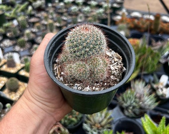 Mammillaria rekoi | Live Rooted Succulent-Cactus