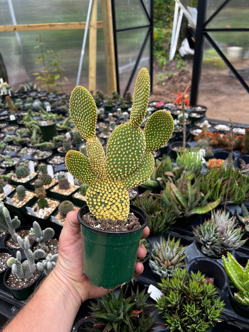 Opuntia microdasys indigo (bunny ear cactus) - Thumbnail 5