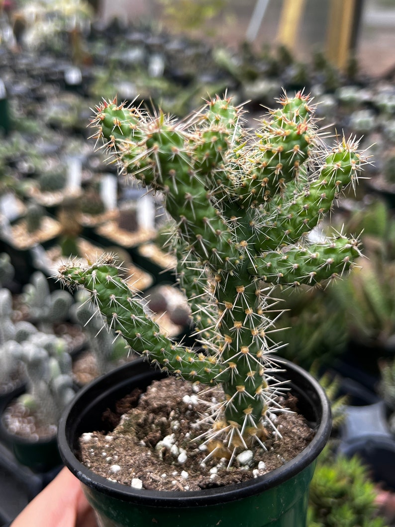 Gordonsgreenhouse Cylindropuntia Cholla