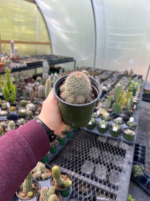 Mammillaria Rekoi | Live Rooted Succulent-cactus - Etsy