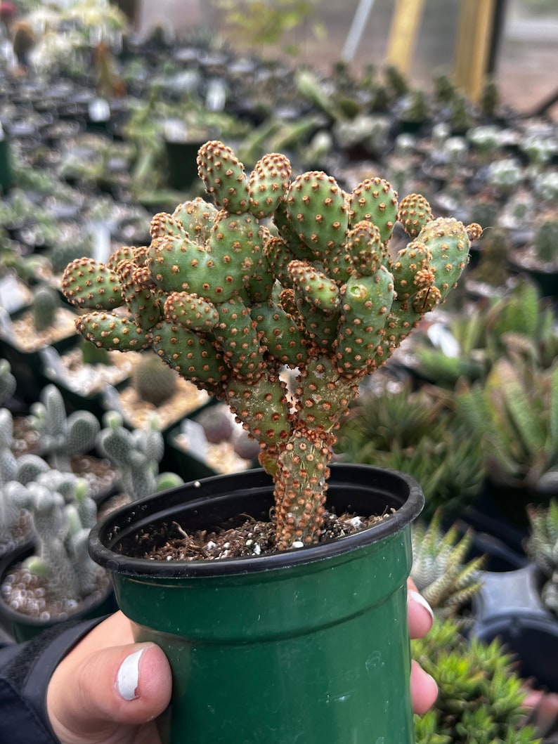 gordonsgreenhouse Opuntia rufida minima monstrose