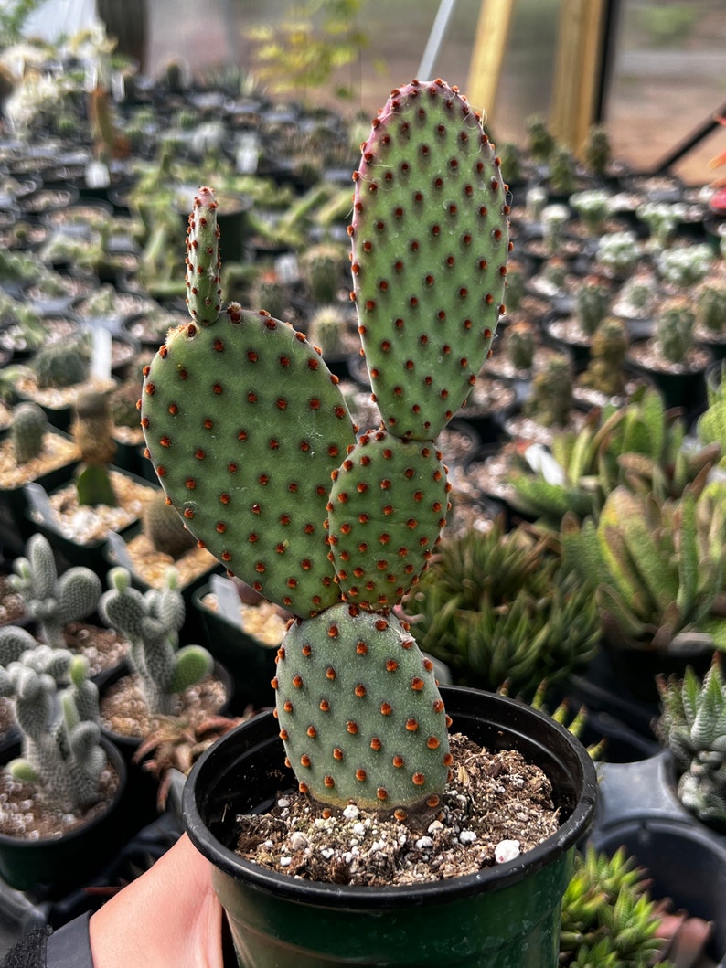 Opuntia microdasys indigo (bunny ear cactus)