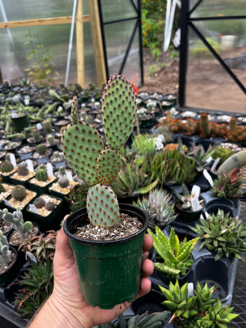 Opuntia microdasys indigo (bunny ear cactus) - Thumbnail 3