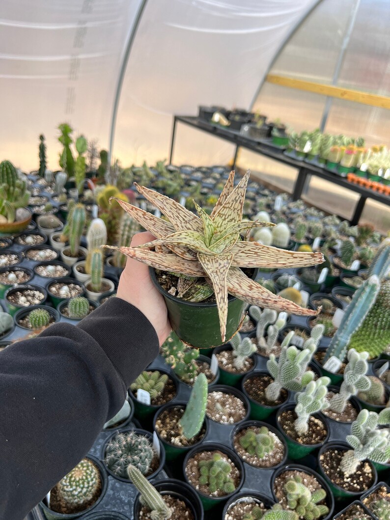 gordonsgreenhouse Aloe guido - Thumbnail 2