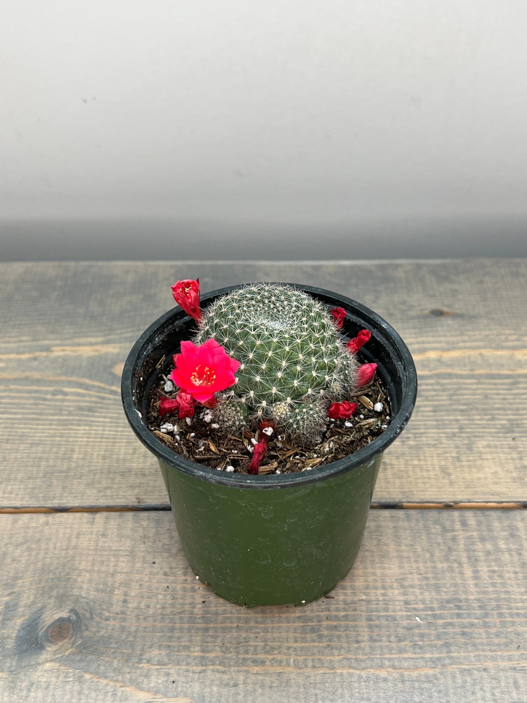 Perché Il Tuo Rebutia Minuscula (Rebutia Minuscula) Non Fiorisce - Foto 2