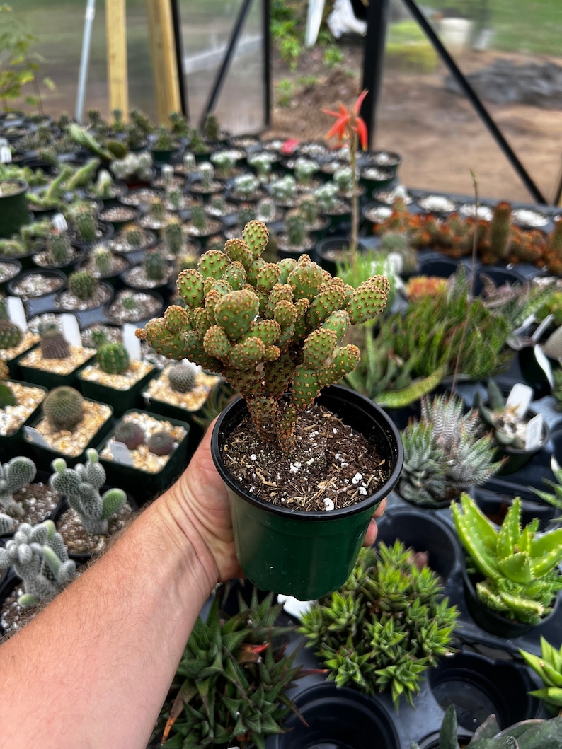 gordonsgreenhouse Opuntia rufida minima monstrose - Thumbnail 3