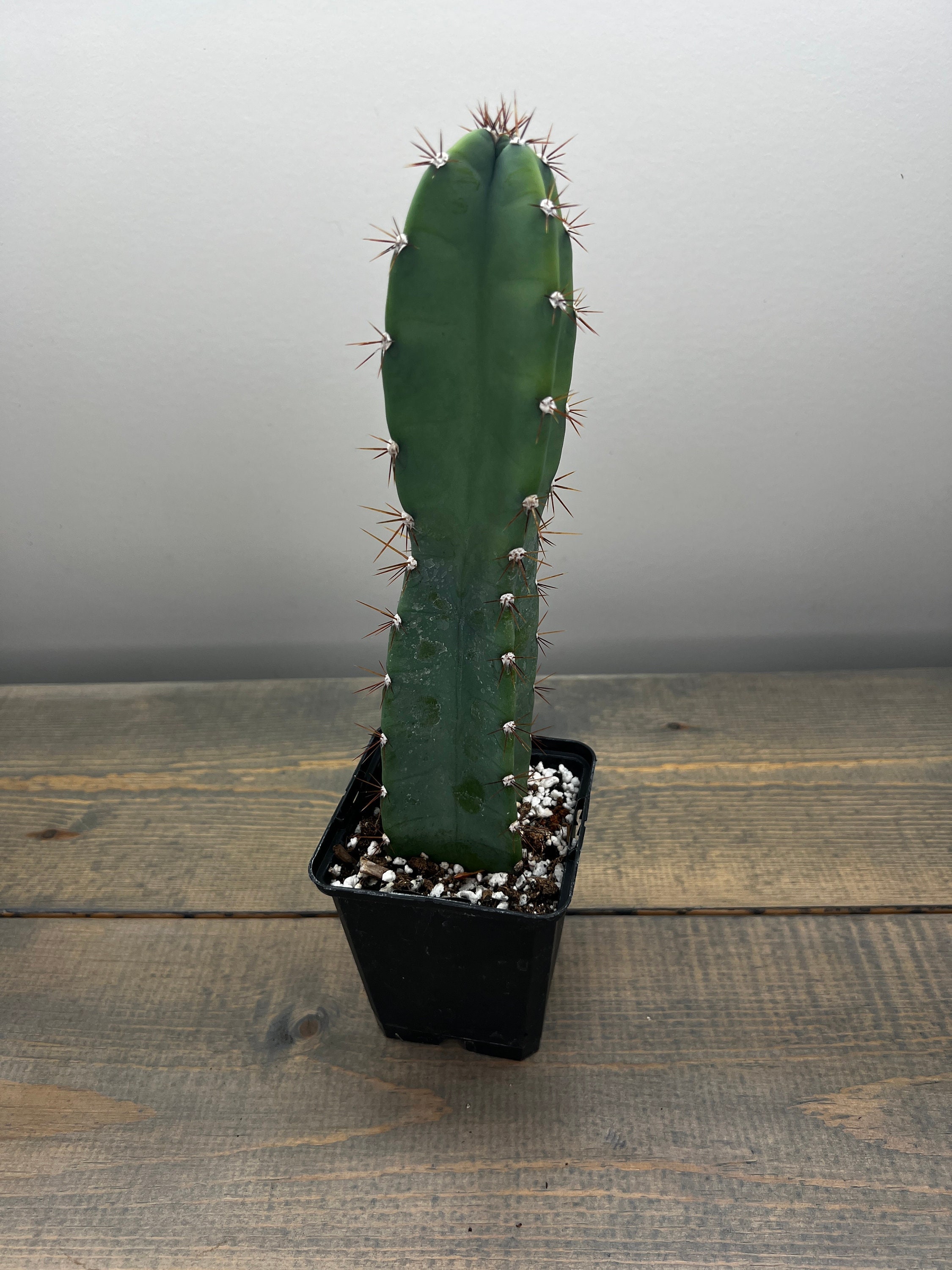 From Ancient Ritual To Modern Use: The Peruvian Apple Cactus - 29k9f84