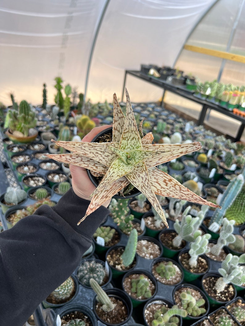 gordonsgreenhouse Aloe guido