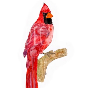 Mr. Cardinal