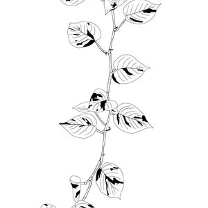 Pothos