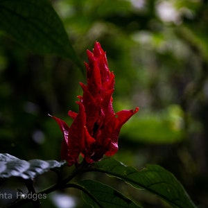 Red Plant