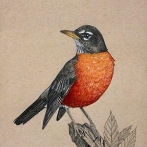 American Robin