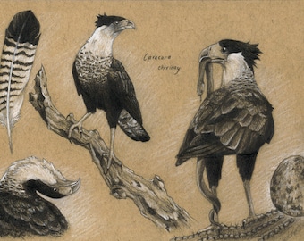 Gekuifde caracara (Caracara cheriway)