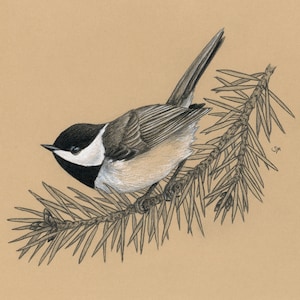Black-capped Chickadee
