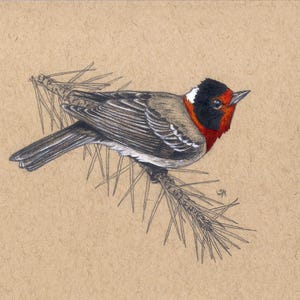 Red-faced Warbler