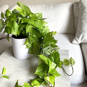 Pothos artificial realista de 76 cm con maceta blanca extraíble, hiedra artificial de seda para decoración del hogar, enredaderas de escritorio y estanterías (1 unidad)