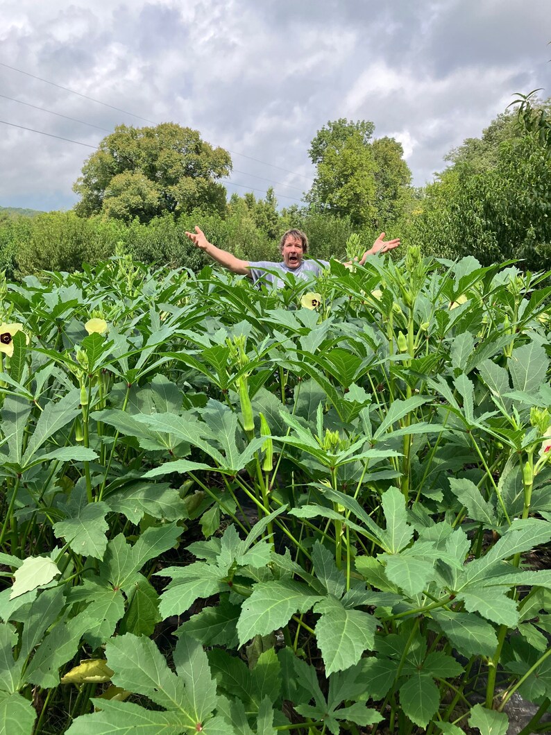 Heavy Hitter Okra Seeds Etsy heavy-hitter-okra-seeds-etsy