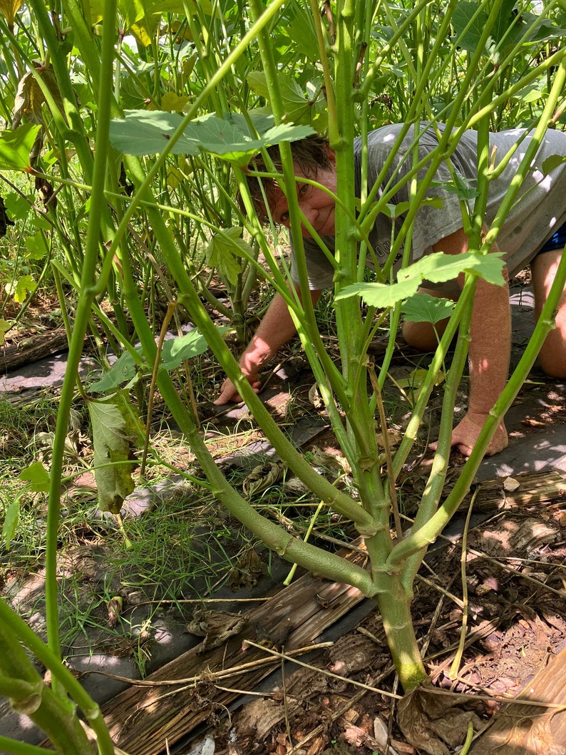 Heavy Hitter Okra Seeds Etsy