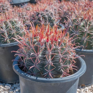 Fishhook Barrel Cactus, Arizona Barrel Cactus, Ferocactus wislizenii