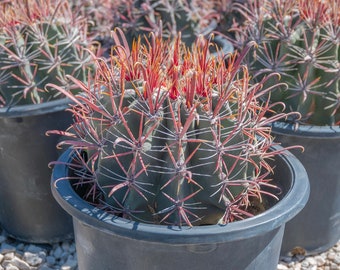Fishhook Barrel Cactus, Ferocactus wislizenii