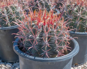 Fishhook Barrel Cactus, Arizona Barrel Cactus, Ferocactus wislizenii