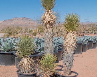 Joshua Tree, Single Head, Desert Plant, Cactus, Legally Salvaged & Tagged, Yucca brevifolia