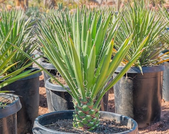 Mexican Tree Yucca, Yucca filifera