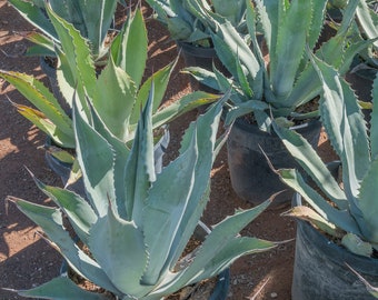 Agave Scabra, Agave asperrima, Rough Leaved Agave, Live Plant, Succulent, Rooted