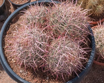 Ferocactus cylindraceus v. lecontei, Red Fire Barrel Cactus, Cluster, Rare Specimen